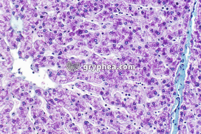 Foie de Porc x100 - gryphea.org